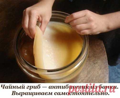 Чайный гриб — антибиотик из банки. Как вырастить самостоятельно.
Чайный гриб — это симбиоз различных бактерий и дрожжей, возникший в естественных условиях. Чайный гриб был настолько популярен среди жителей различных народностей, что упоминания о нём можно найти практически в каждой культуре. Это не удивительно, ведь помимо приятного вкуса и ряда полезных свойств, культуральная жидкость чайного гриба является мощнейшим антибиотиком.
История чайного гриба берёт своё начало с давних времён. Первы