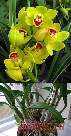 Как ухаживать за орхидеями, выращивание и уход в домашних условиях. Florets.ru