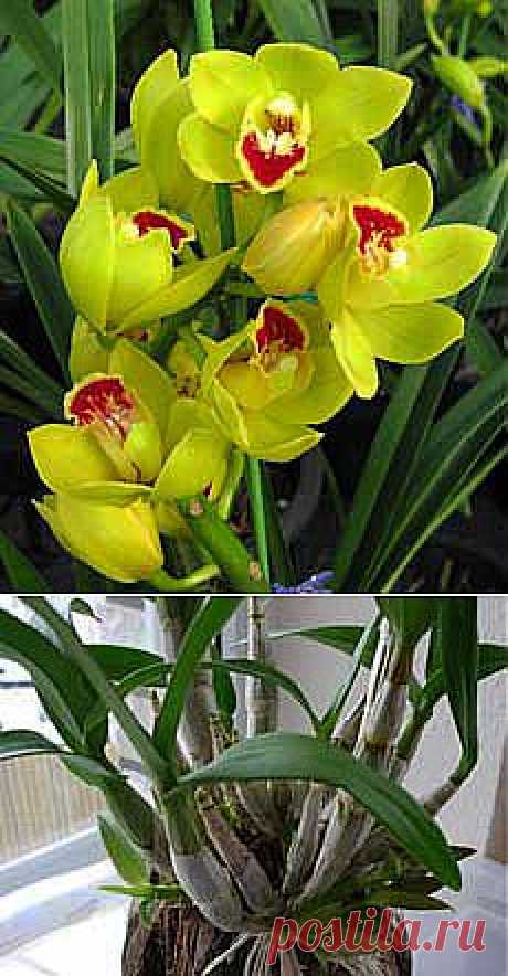 Как ухаживать за орхидеями, выращивание и уход в домашних условиях. Florets.ru