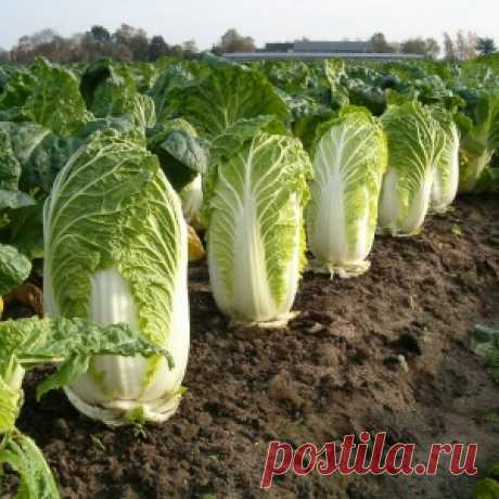 Выращивание пекинской капусты - поделюсь многолетним опытом
