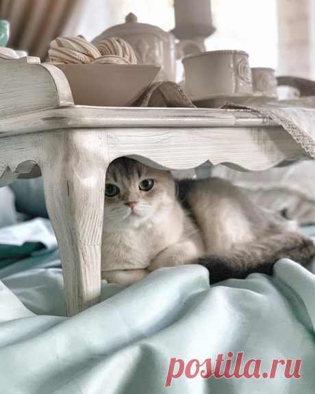 Любите кошек бесконечно!
За красоту и без причин.
За то, что наши души лечат,
Как людям не дано лечить.

За то, что в нас по-детски верят
И не по-детски верят в нас.
За то, что в мир волшебный двери
Легко откроют хоть сейчас.

За их способность к пониманью,
За их талантливую лень,
За гениальность обаянья
С рожденья до преклонных лет.

За терпеливую учтивость,
За то, что будят поутру!
За любопытство и шкодливость,
За подражанье кенгуру...

За их уменье притворяться
И безобм...