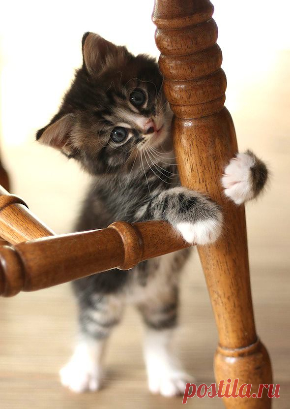 Good Morning Kitten - Frank [redux] - June 16, 2012