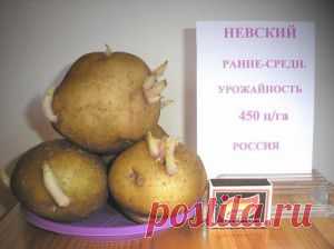 ВСЕ О КАРТОФЕЛЕ | Самоцветик