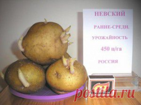 ВСЕ О КАРТОФЕЛЕ | Самоцветик