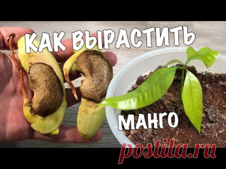 КАК ВЫРАСТИТЬ МАНГО ИЗ СЕМЕЧКИ. Выращиваем дома манговое дерево!