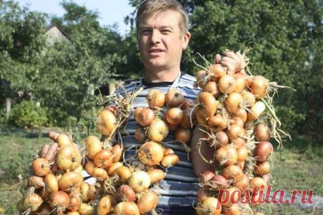 Теперь я каждый год получаю большой урожай лука: 4 простых совета Чтобы ежегодно не мучиться вопросом «почему опять лук не уродился», прочитайте и сохраните несколько моих секретов ухода за ним и получите хороший урожай лука.