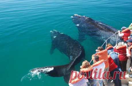 В аргентинской провинции Чубут зафиксировано рекордное число китов | Туризм