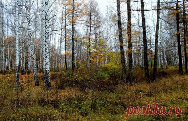 ФОТОМАСТЕРСКАЯ ПРИРОДЫ
Ольга Николаевна Горкун