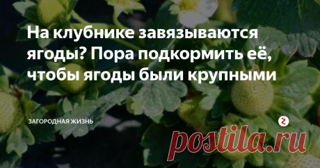 На клубнике завязываются ягоды? Пора подкормить её, чтобы ягоды были крупными Вы уже подкормили клубнику во время цветения борной кислотой?
Настало время следующей подкормки. Эту подкормку нужно провести в то время, когда на клубнике начинают завязываться и наливаться ягоды. Если питательных веществ в это время кустику будет достаточно, ягоды на нем вырастут до максимальных размеров, соответствующих сорту. И напротив, если кустик голодает, ягоды будут мелкими.
Подкармливать