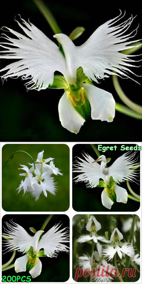 Egrow 200 семян цветка цапли редкие семена орхидеи