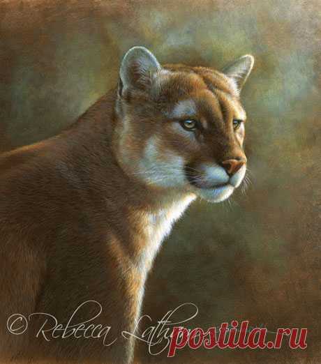 New Miniature Watercolor.. Diligence – Cougar | Paintings of Wildlife &amp; Nature by Rebecca Latham
