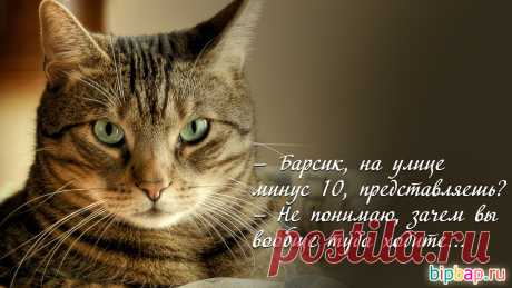 Барсик спрашивает зачем люди вообще на улицу ходят ?