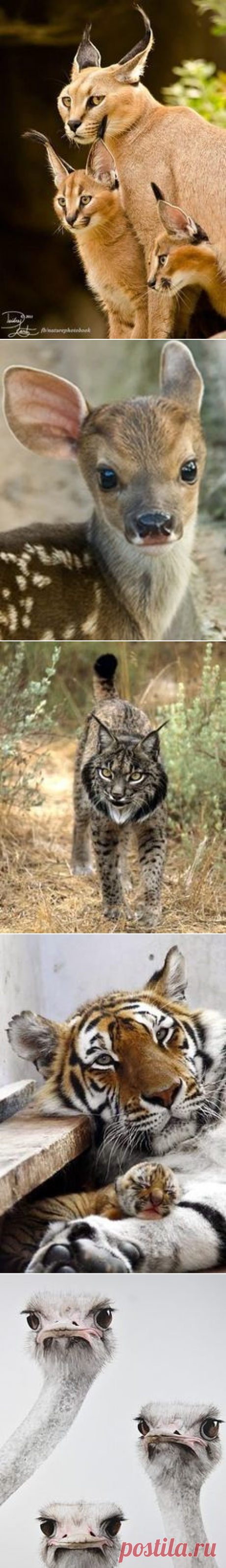 (1) Pinterest • Всемирный каталог идей