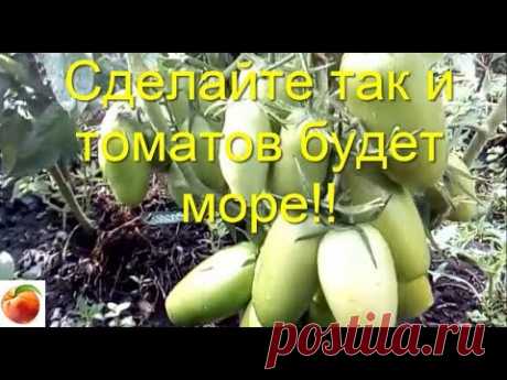 Сделайте так  и Томатов вырастет много Рассада не вытянется Tomato Урожай вырастет в разы! Проверено