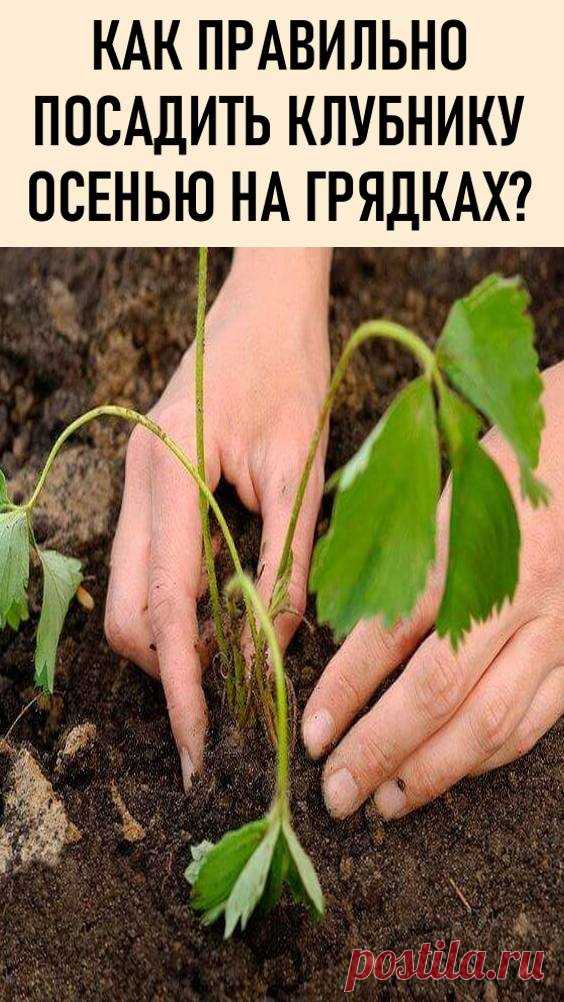 Как посадить клубнику чтобы не росла трава фото и описание