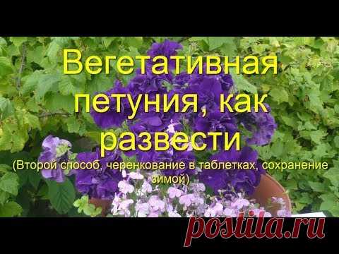 Петуния, как развести ее самим - без семян, легко и просто!!