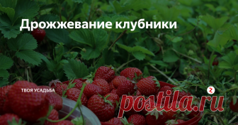 Дрожжевание клубники Для того, чтоб клубника ничем не болела и давала стабильные урожаи её рекомендуется дрожжевать. Процедура очень простая и не требует практически никаких материальных затрат.
Проводят внекорневую обработку клубники дрожжевым настоем раз в две недели. Эффект будет заметен уже через несколько дней после подкормки. Листья станут ярко-зелёными и «бодрыми». Опрыскивают клубнику вечером перед самым заход