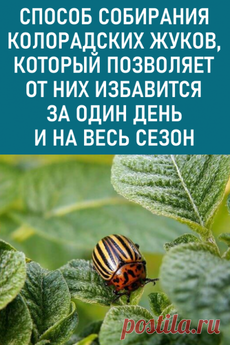 Способ собирания колорадских жуков, который позволяет от них избавиться за один день и на весь сезон. Хочу сегодня с вами поделиться способом собирания колорадских жуков, который позволяет от них избавиться за один день и на весь сезон. Опытные огородники могут не читать эту статью, ведь они знают, как это делается правильно.

#дача #огород #колорадскиежуки