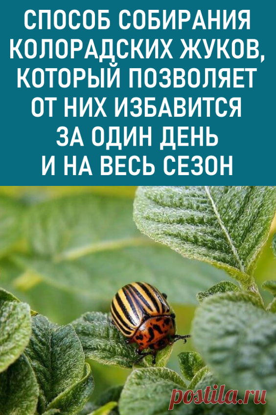 Способ собирания колорадских жуков, который позволяет от них избавиться за один день и на весь сезон. Хочу сегодня с вами поделиться способом собирания колорадских жуков, который позволяет от них избавиться за один день и на весь сезон. Опытные огородники могут не читать эту статью, ведь они знают, как это делается правильно.

#дача #огород #колорадскиежуки