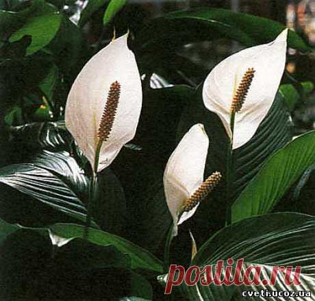 Спатифиллум. Spathiphyllum - Спатифилум - Комнатные цветы и растения - Каталог статей - Цветы и растения