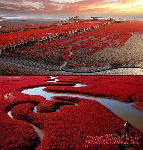 Panjin красный берег в провинции Liaoning, Китай.