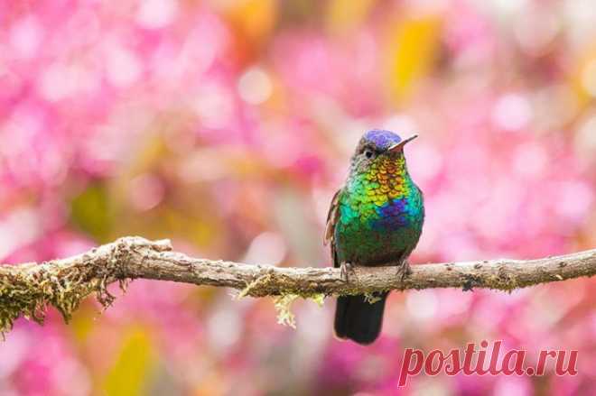 Экзотические птицы: 20 ярких фотографий пернатых | Фотография | Среда обитания