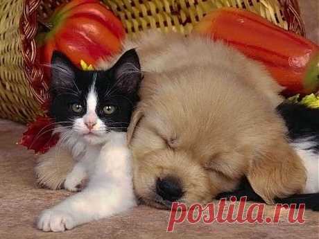 Мой Мир@Mail.Ru