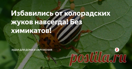 Избавились от колорадских жуков навсегда! Без химикатов! Вот уж, и правда, очень удивило!