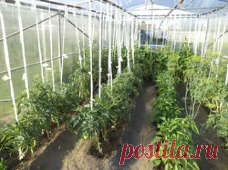 Фитофтора: как избавить томаты от злостного недуга.: Группа Практикум садовода и огородника