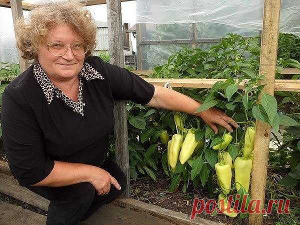 Рассада перца