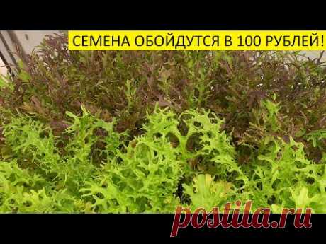 ПОРА СЕЯТЬ ЗЕЛЕНЬ К НОВОГОДНЕМУ СТОЛУ 2021 ГОДА! Ольга Чернова.