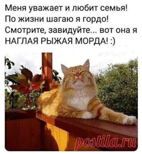 Смешные картинки с надписями... / Приколы