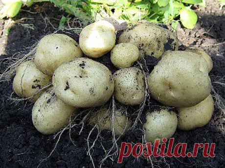 Выращивание картофеля по методу Л. П. Квартальновой.