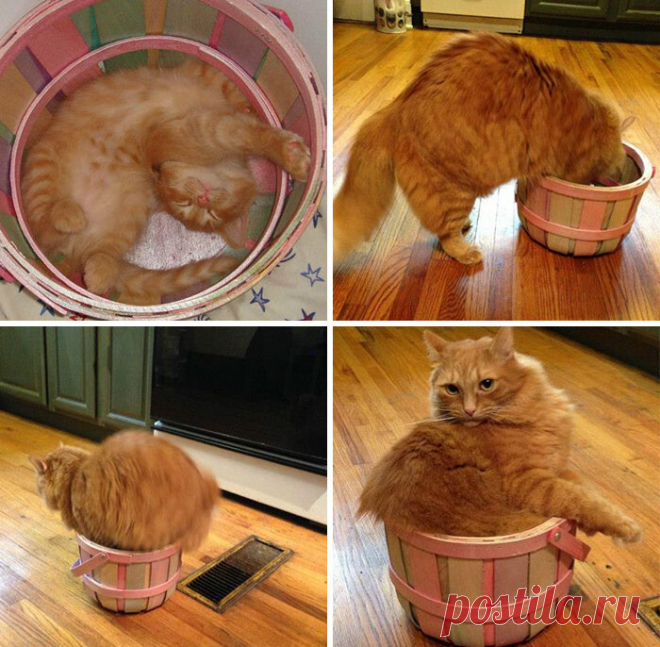 Котик вырос, а привычка осталась)))