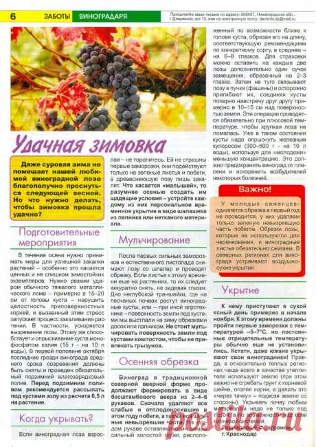 Удачная зимовка винограда