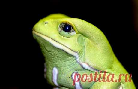 Чакская филломедуза / Waxy Monkey Frog / Phyllomedusa sauvagii
© Brian Gratwicke, Panama Amphibian Rescue and Conservation Project
