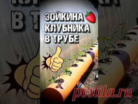 🔥 КРУТАЯ ИДЕЯ ИЗ КАНАЛИЗАЦИОННОЙ ТРУБЫ 👍 #клубникабомба #грядкавтрубе #клубника #своимируками