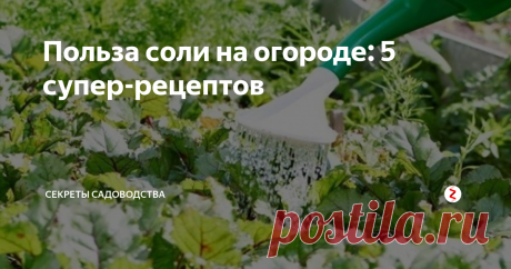 Польза соли на огороде: 5 супер-рецептов Используйте поваренную соль в работе на огороде! Она поможет решить множество важных задач. 5 лучших рецептов для применения на даче хлорида натрия — в нашей статье!
Соль — дар природы человечеству
1. Соль помогает бороться с сорняками
В большой концентрации раствор соли губителен для растений. Хлорид натрия выжигает всё под чистую! Самый простой способ — раскидать крупную соль на участке, на кото