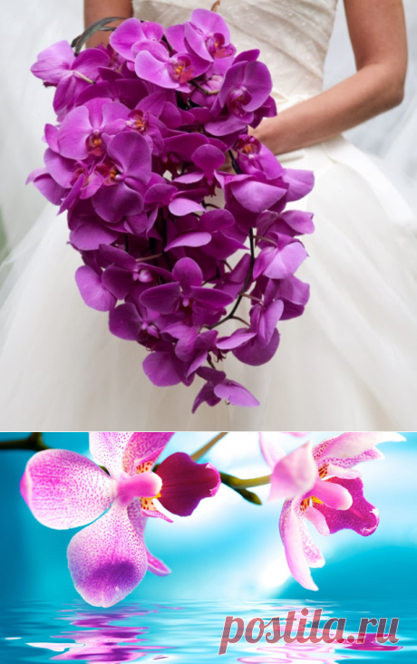 Можно ли держать орхидеи дома? Приметы и суеверия | Цветовод-Консалтинг