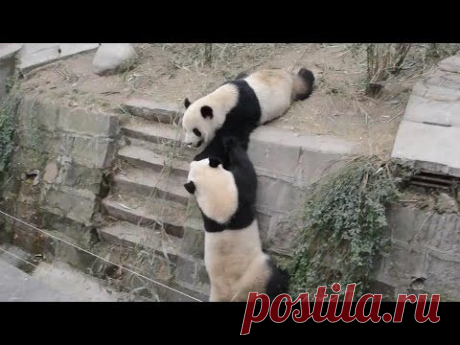 Дерзкие &quot;кунг-фу&quot; панды | РИА Новости