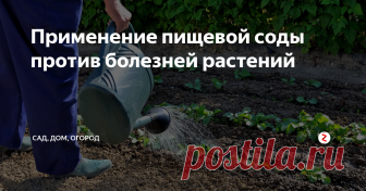 Применение пищевой соды против болезней растений Сода имеется в арсенале любой хозяйки. Она добавляется в выпечку, с ее помощью можно отчистить сложные загрязнения и даже использовать для обработки садовых и огородных культур. Именно о последнем варианте использования соды я и хочу рассказать.
Мучнистая роса
Мучнистая роса – настоящее бедствие для многих садоводов и огородников. Многие при появлении этой напасти закупают дорогостоящие фунгициды,