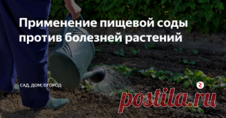 Применение пищевой соды против болезней растений Сода имеется в арсенале любой хозяйки. Она добавляется в выпечку, с ее помощью можно отчистить сложные загрязнения и даже использовать для обработки садовых и огородных культур. Именно о последнем варианте использования соды я и хочу рассказать.
Мучнистая роса
Мучнистая роса – настоящее бедствие для многих садоводов и огородников. Многие при появлении этой напасти закупают дорогостоящие фунгициды,