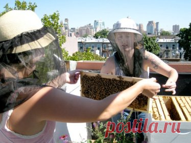 Beekeeping 101 (The First Year) - HOMEGROWN