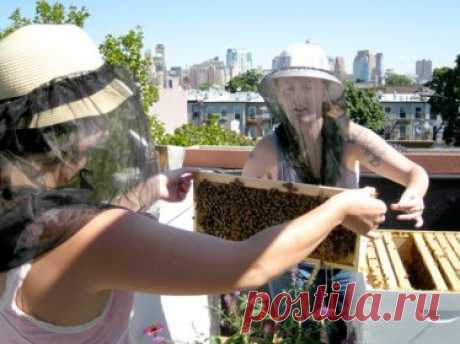 Beekeeping 101 (The First Year) - HOMEGROWN