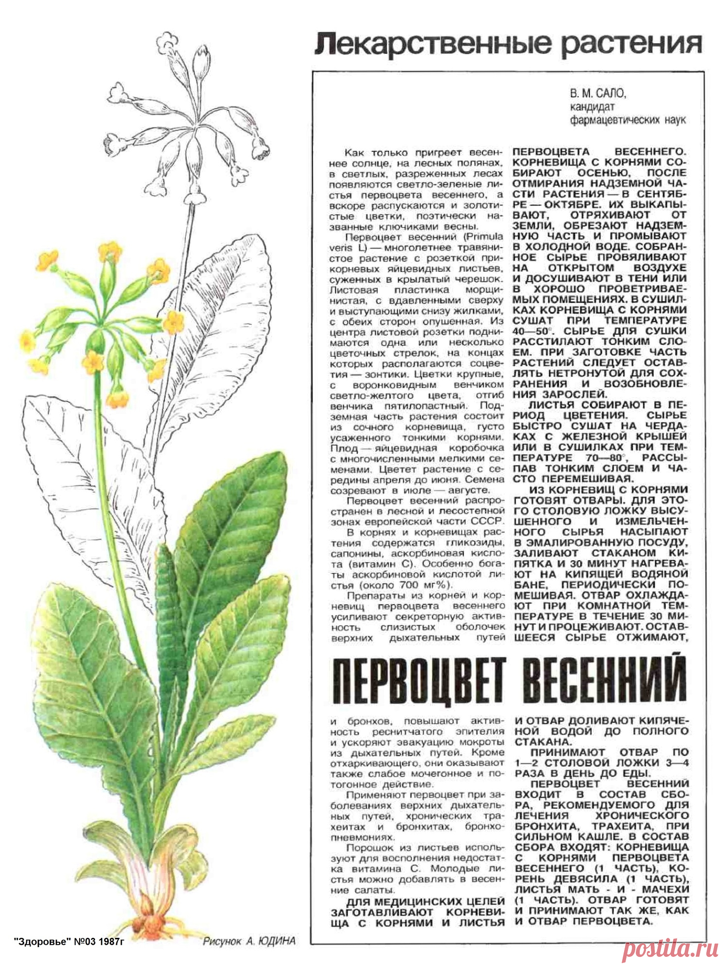 Первоцвет весенний