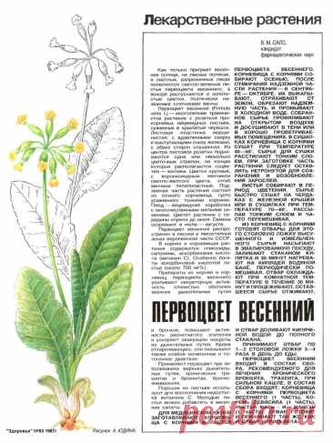 Первоцвет весенний