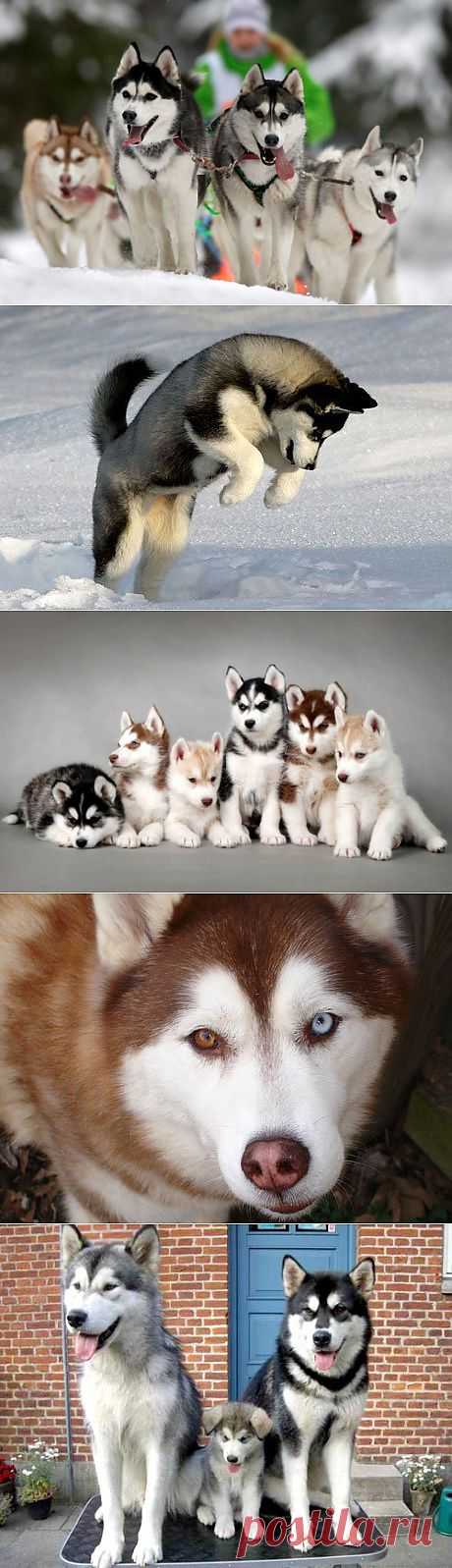 Сибирский хаски (Siberian Husky) – описание породы собаки, фото, щенки сибирской хаски, питомники | Animal.ru
