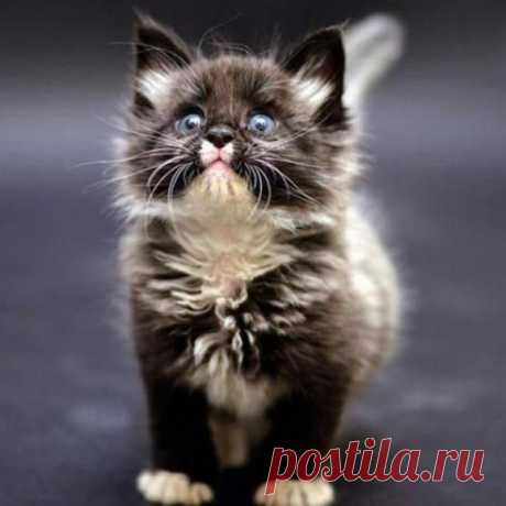Малыш чем-то удивлен? | Kote.Rjaka.com