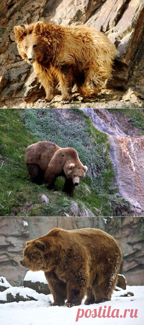 Бурый медведь.