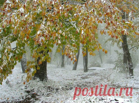 ЗАГОВОРЫ,ОБРЯДЫ И РИТУАЛЫ НА ПЕРВЫЙ СНЕГ